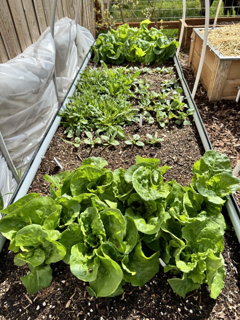 Lettuce growing in the Vego bad last Spring