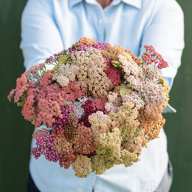 Summer Pastels yarrow from Johnny's Seeds